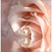 Декоративное панно VIP Кремовая роза 196х201 (6 листов)  , цена – купить в Ярцево
