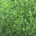 Искусственная трава 10 мм ( 2*25 м/п или 30 м/п ) : цены, описания, отзывы в Ярцево