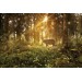 Фотообои Лесной олень DECOCODE 32-0006-PG (300х200см)- купить в Remont Doma| Каталог с ценами на сайте, доставка.