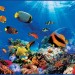 Декоративное панно VIP Коралловый риф 294х134 (6 листов)  : цены, описания, отзывы в Ярцево