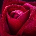 Декоративное панно Бархатная роза 134х98 (2 листа) купить недорого в Ярцево