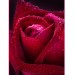 Купить Декоративное панно Бархатная роза 134х98 (2 листа) в Ярцево в Интернет-магазине Remont Doma