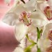 Декоративное панно Розовая орхидея 196х201 (6 листов) - купить по низкой цене | Remont Doma