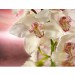 Купить Декоративное панно Розовая орхидея 196х201 (6 листов) в Ярцево в Интернет-магазине Remont Doma