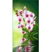 Купить Декоративное панно VIP Орхидея 261х134 (6л)  в Ярцево в Интернет-магазине Remont Doma