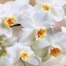 Декоративное панно Белая орхидея 196х134 (4 листа) купить в Ярцево
