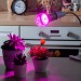Купить Лампа светодиодная для растений. Форма "A", прозрачная. LED-A60-15W/SPSB/E27/CL PLP30GR  в Ярцево в Интернет-магазине Remont Doma