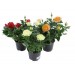 Купить Грунт Цветочный  5л  Нов-Агро в Ярцево в Интернет-магазине Remont Doma