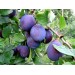 Купить Минеральное удобрение Для плодовых деревьев и ягодных культур (0,9кг) в Ярцево в Интернет-магазине Remont Doma