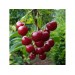 Минеральное удобрение Для плодовых деревьев и ягодных культур (0,9кг) — купить в Ярцево: цена за штуку, характеристики, фото