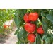 Минеральное удобрение Для томатов, перцев и баклажанов (0,9кг) , цена – купить в Ярцево