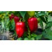 Купить Минеральное удобрение Для томатов, перцев и баклажанов (0,9кг)  в Ярцево в Интернет-магазине Remont Doma