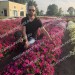 Купить Партнер Петуния серия Итальянка МАНУЭЛЛА F1 /многоцветковая каскадная розовая 5 шт. в амп в Ярцево в Интернет-магазине Remont Doma