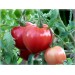Купить Удобрение Агровита для томатов,перцев и баклажанов 100г в Ярцево в Интернет-магазине Remont Doma