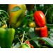 Удобрение Агровита для томатов,перцев и баклажанов 100г купить в Ярцево