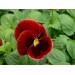 Купить Удобрение Агровита для цветов Универсальное 100г в Ярцево в Интернет-магазине Remont Doma