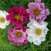 Удобрение Агровита для цветов Универсальное 100г Удобрения- Каталог Remont Doma